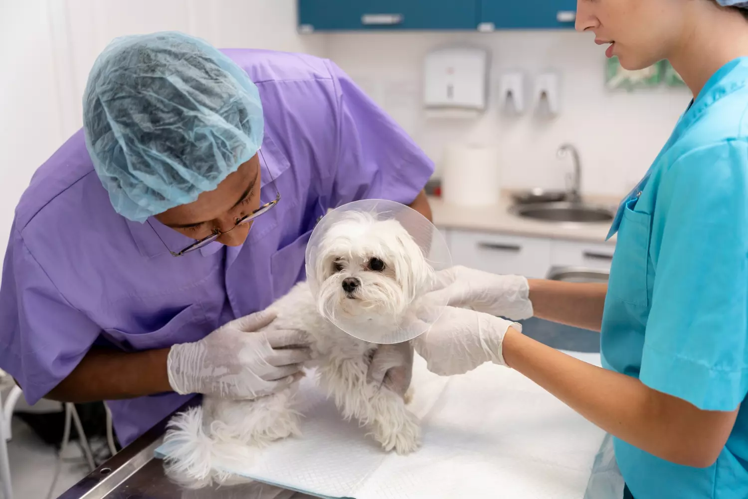 Cirugía veterinaria