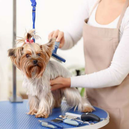 Peluquería canina