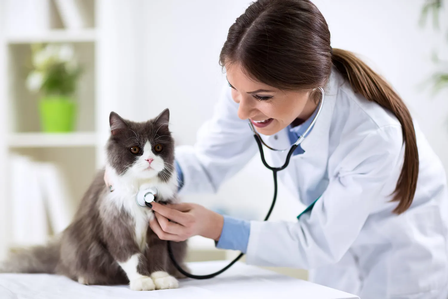 Consulta veterinaria